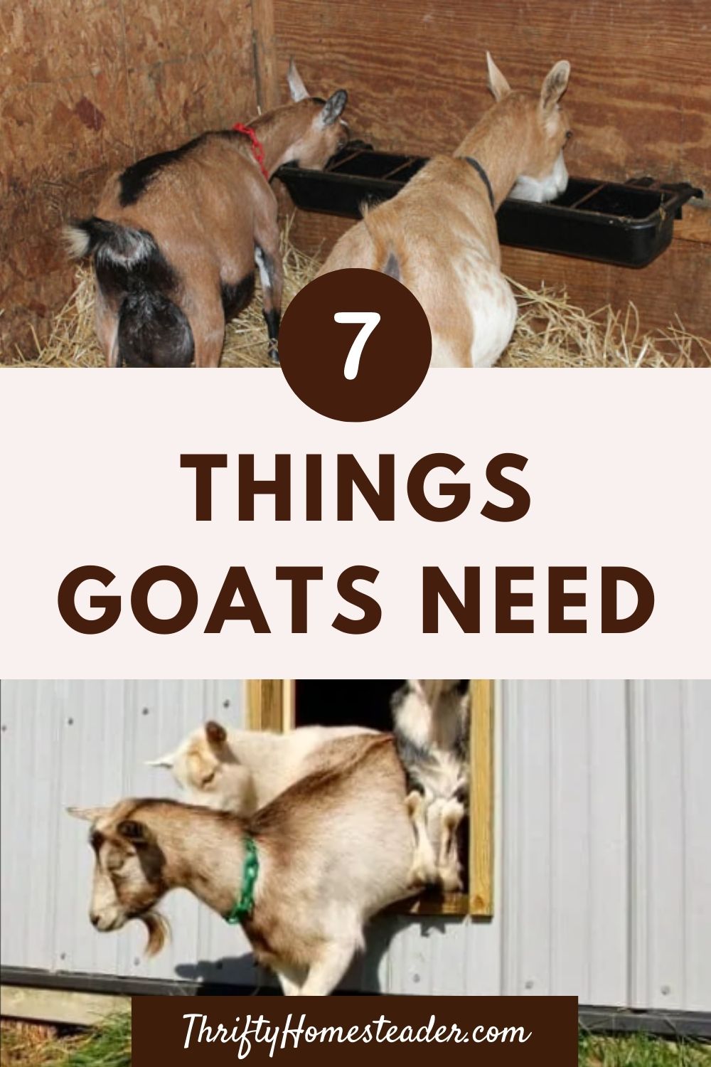 7 things goats need 7 things goats need