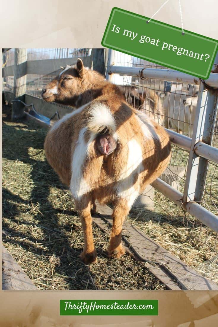 Is My Goat Pregnant?