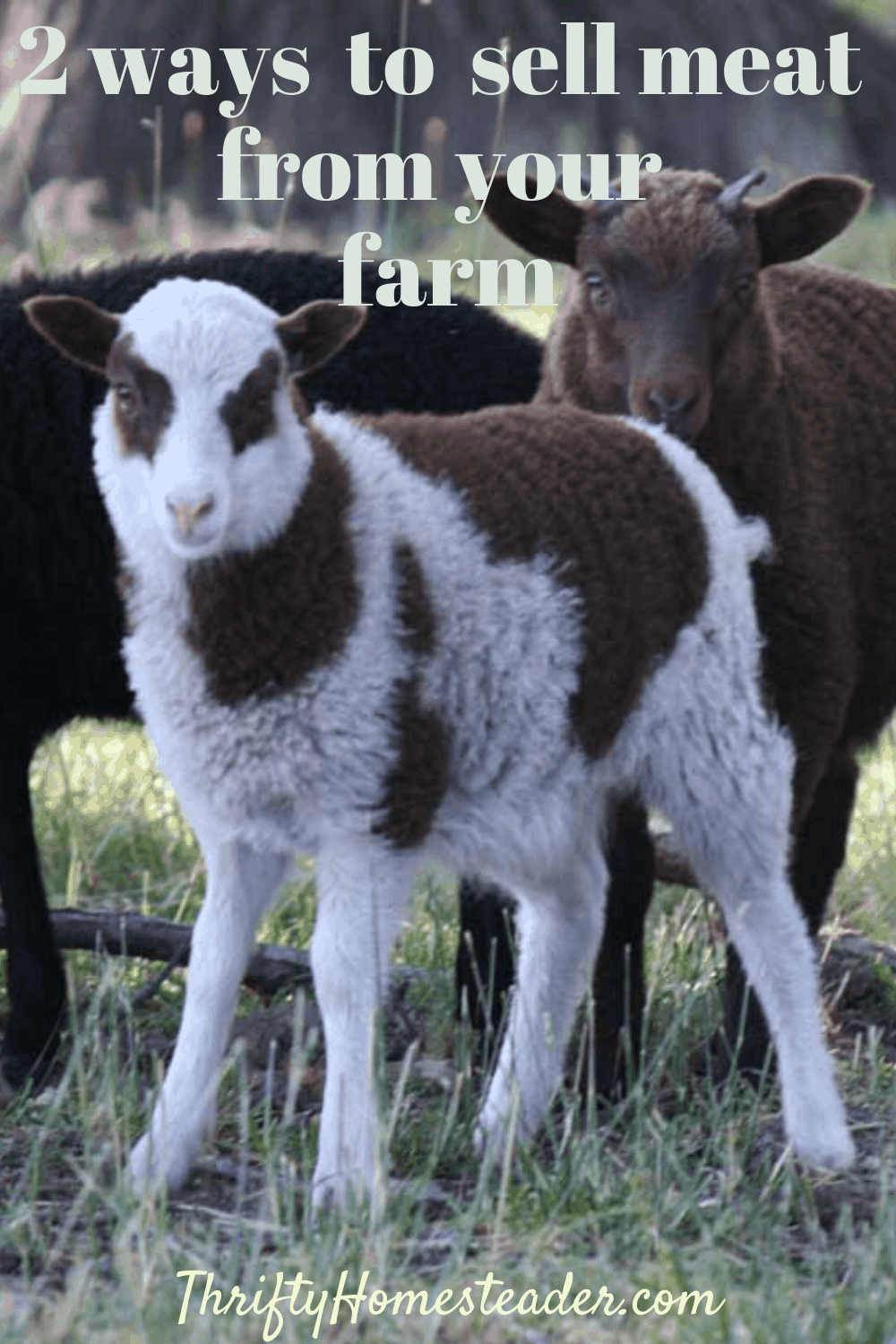 2 Ways to Sell Meat from Your Farm