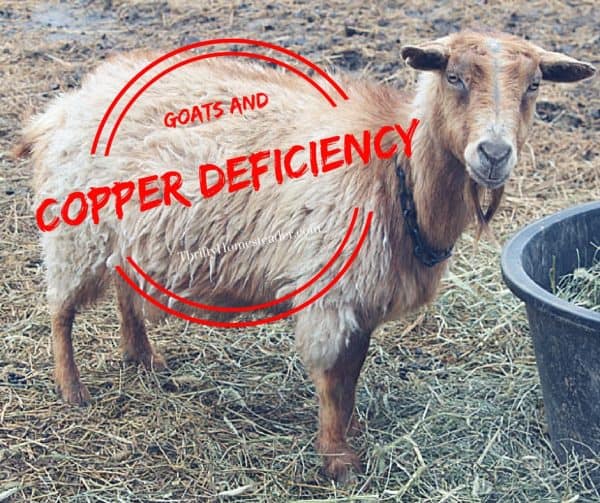 Goats and Copper Deficiency