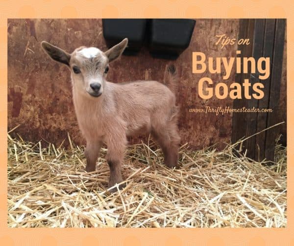Tips on buying goats