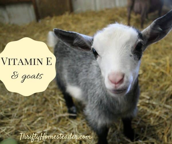Vitamin E and Goats