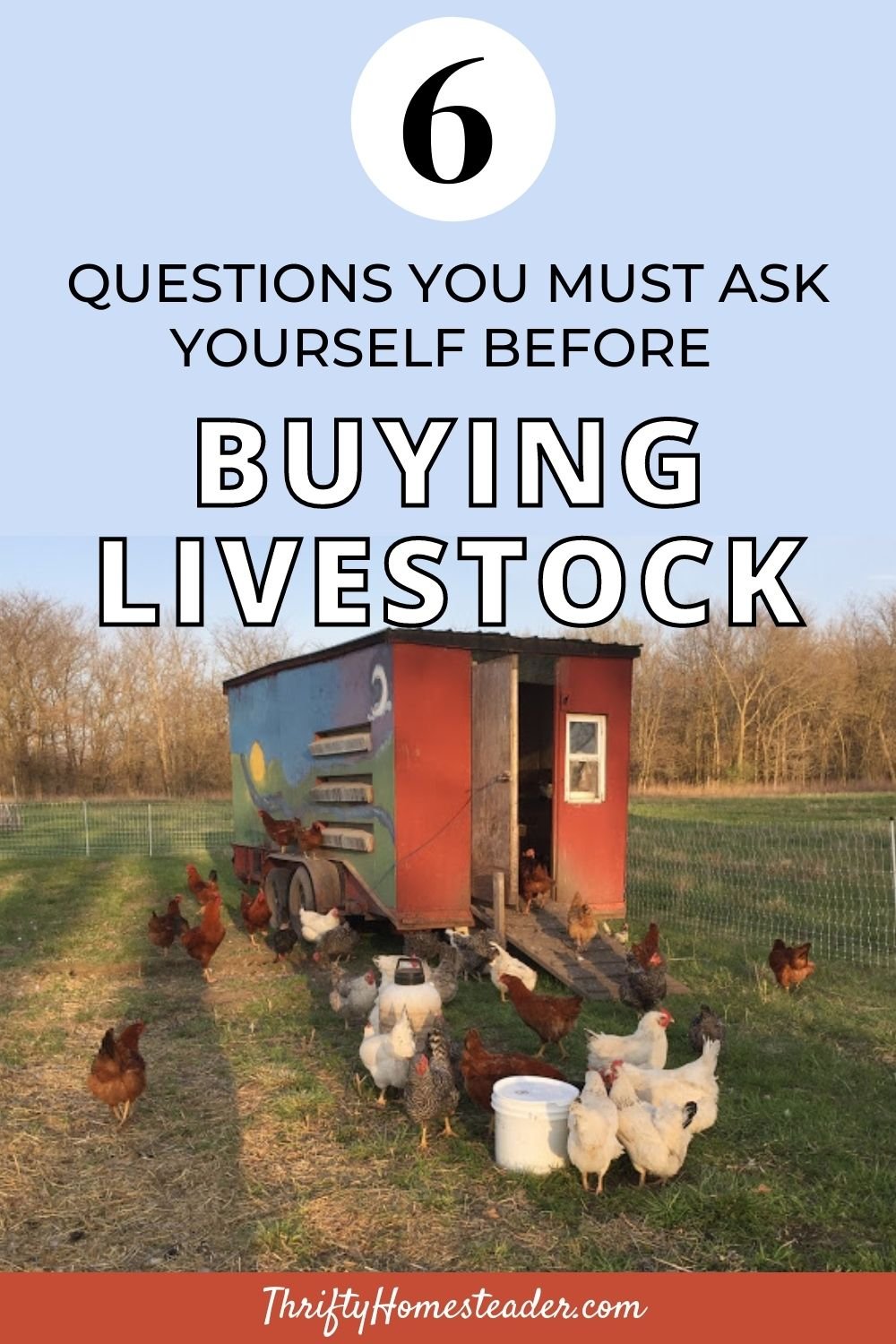 6 Questions You Must Ask Yourself Before Buying Livestock