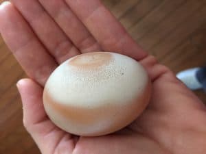odd egg