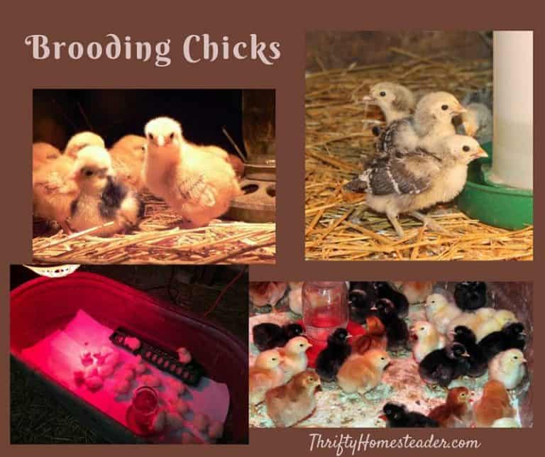 Brooding Chicks