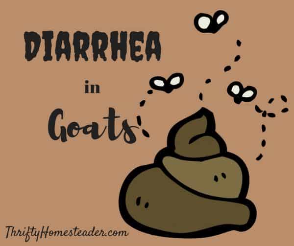 Diarrhea In Goats