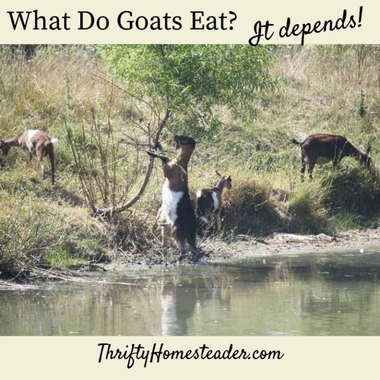 What do goats eat? It depends!