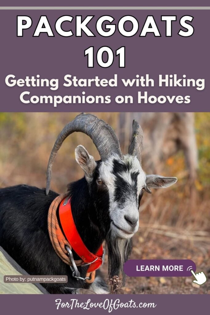 Packgoats 101: Getting Started with Hiking Companions on Hooves
