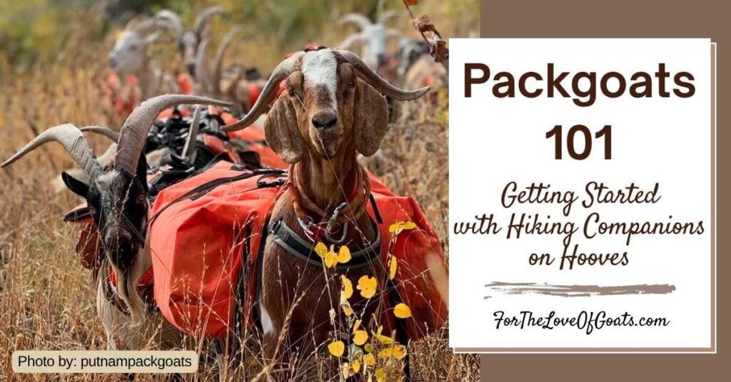 Packgoats 101: Getting Started with Hiking Companions on Hooves featured image