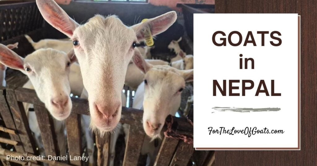 Goats in Nepal featured image Goats in Nepal featured image