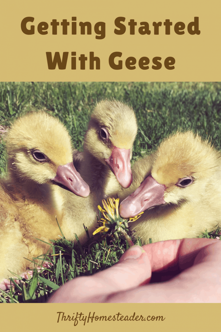 Getting Started With Geese