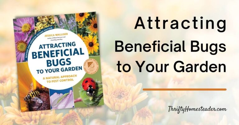 Attracting Beneficial Bugs to Your Garden
