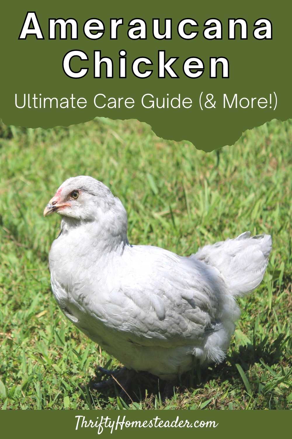 Ameraucana Chicken: Ultimate Care Guide (&amp; More!)