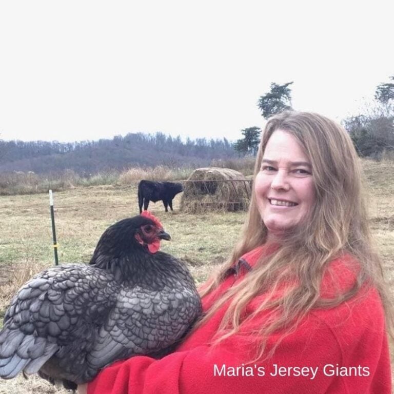 Jersey Giants Breed Characteristics, Care Guide, (& More!)