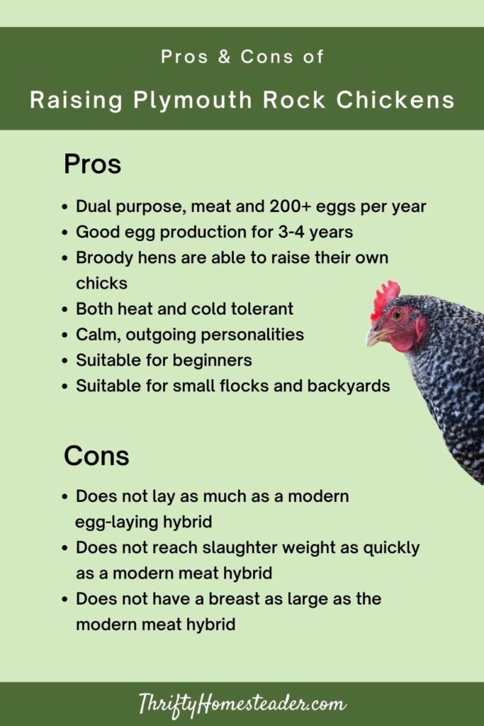 Rock Flocks Plymouth Rock Chickens: A Top Choice for Small Flocks