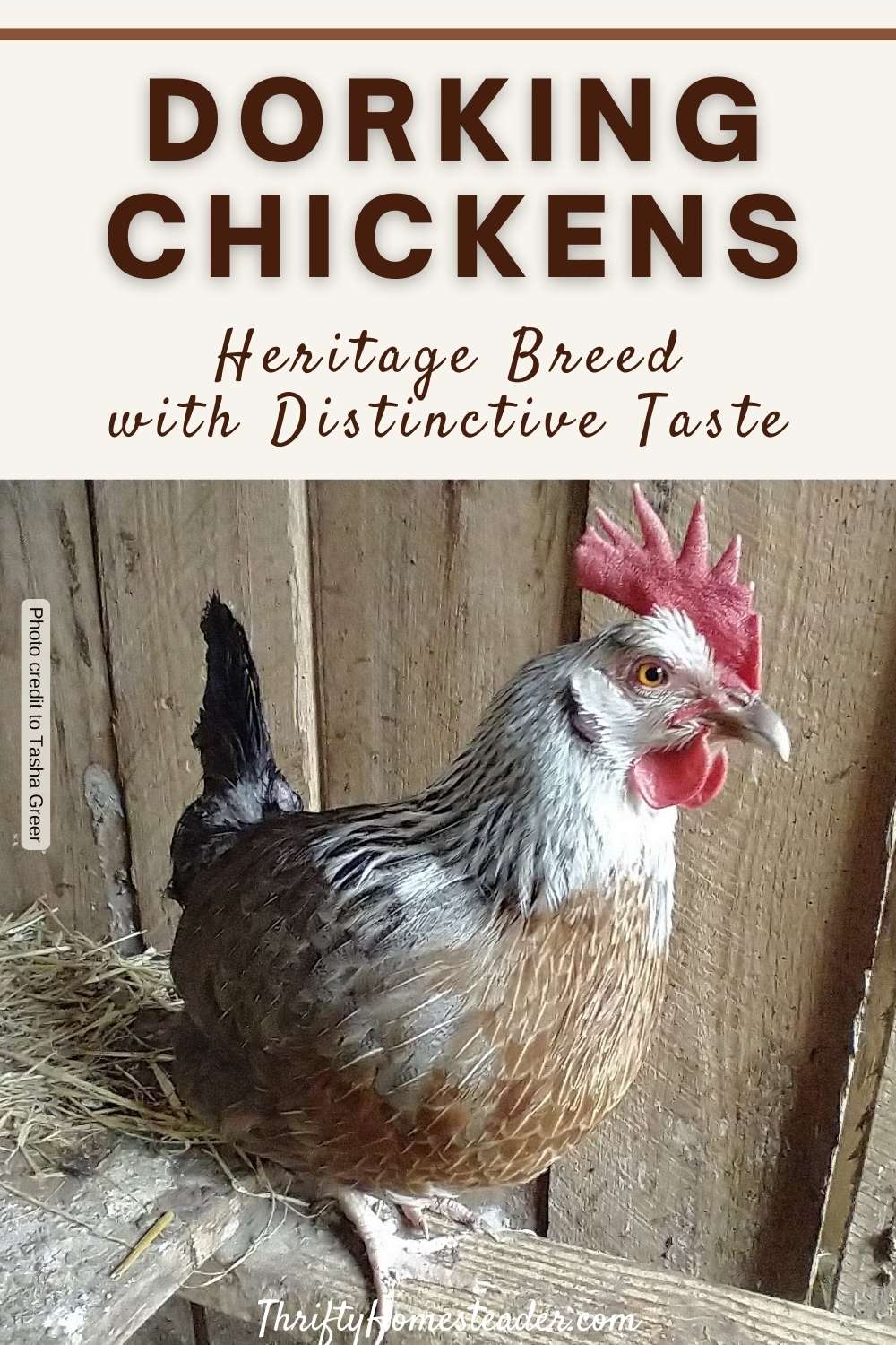 Dorking Chickens: Heritage Breed with Distinctive Taste