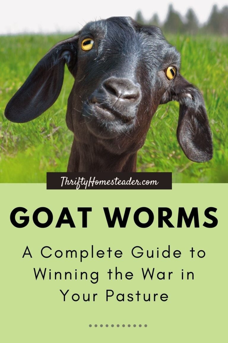 Goat Worms: A Complete Guide to Winning the War in Your Pasture