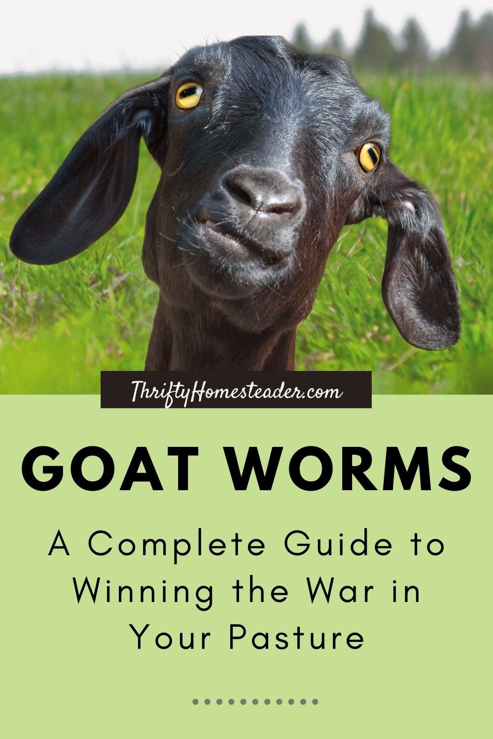 Goat Worms A Complete Guide to Winning the War in Your Pasture