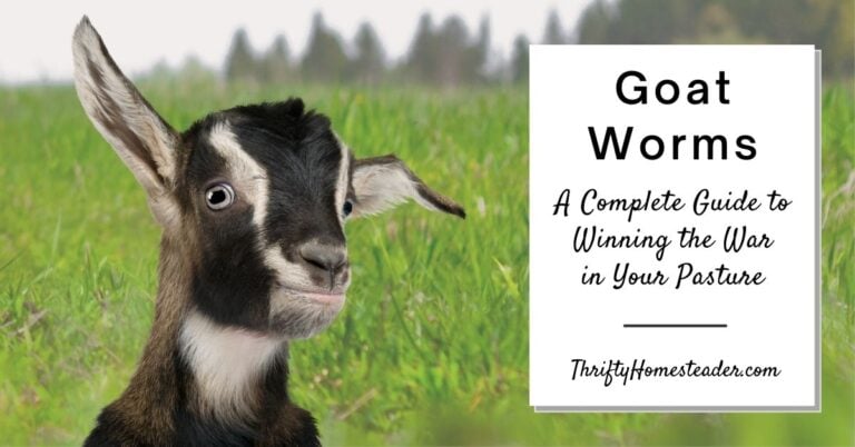 Goat Worms: A Complete Guide to Winning the War in Your Pasture