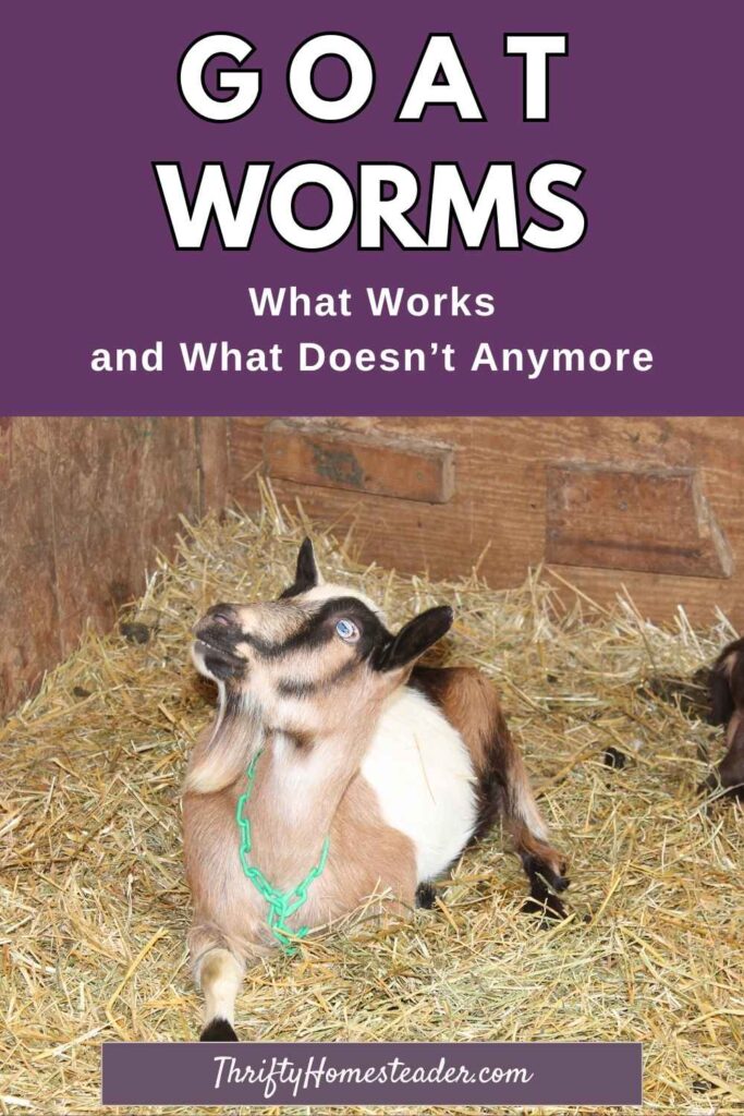 Goat Worms: What Works and What Doesn’t Anymore