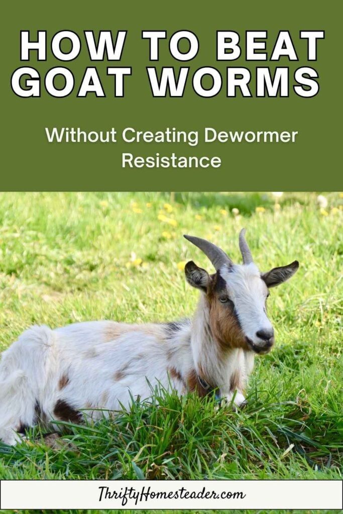 How to Beat Goat Worms Without Creating Dewormer Resistance