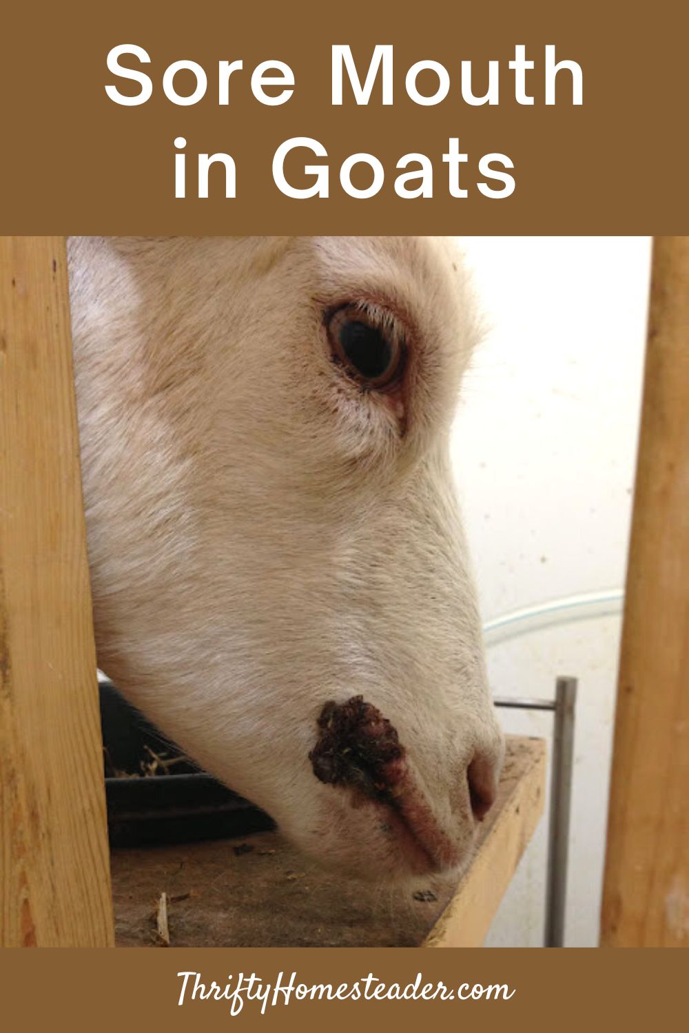Sore Mouth in Goats