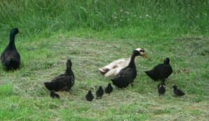 Cayuga Ducks - Essential Information & Owner's Guide