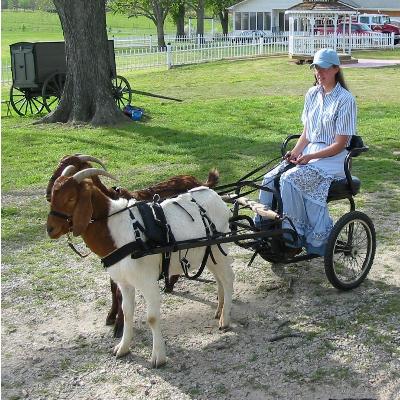 Carter Pet Supply Goat Pulling Harness With Tugs - Heavy Duty Nylon, Made In USA