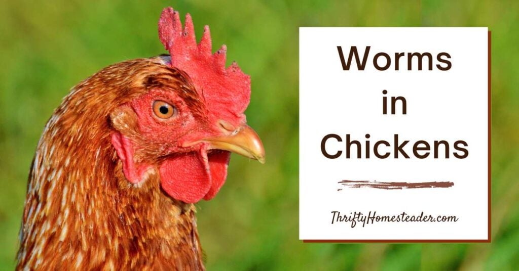 Worms in Chickens featured image Worms in Chickens featured image