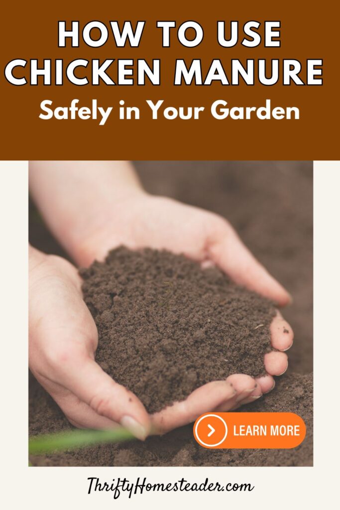 How to Use Chicken Manure Safely in Your Garden