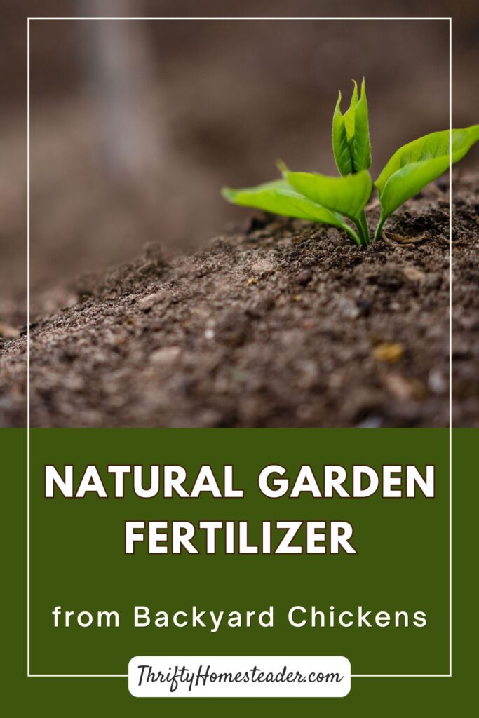 Natural Garden Fertilizer from Backyard Chickens