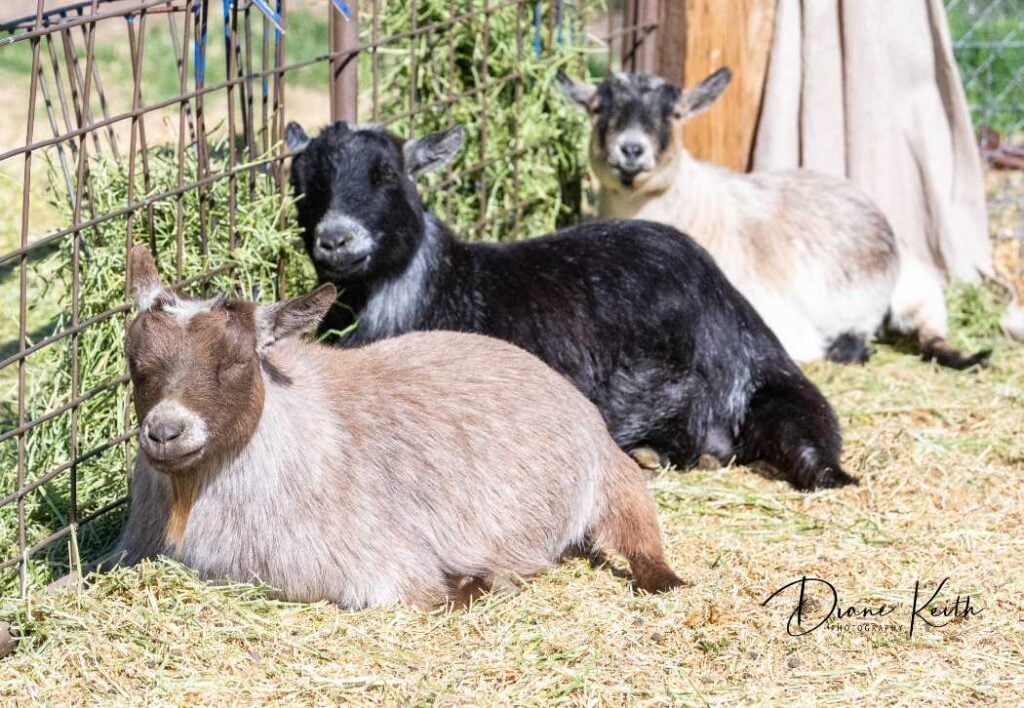 Pygmy Goats The Adorable Miniature Breed