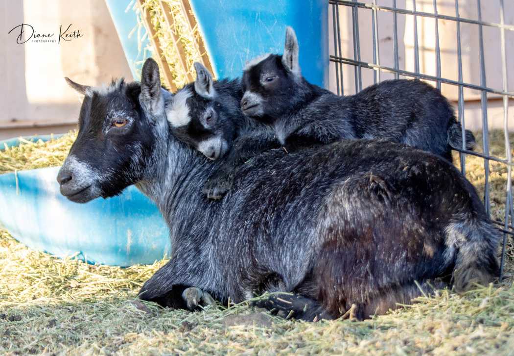 Pygmy Goats The Adorable Miniature Breed Pygmy Goats The Adorable Miniature Breed