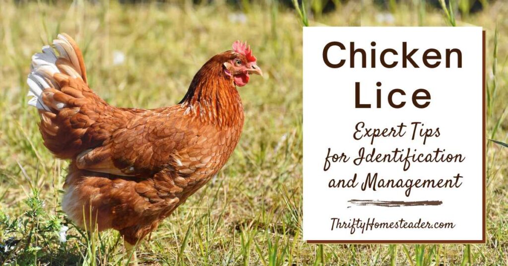 Chicken Lice: Expert Tips for Identification and Management