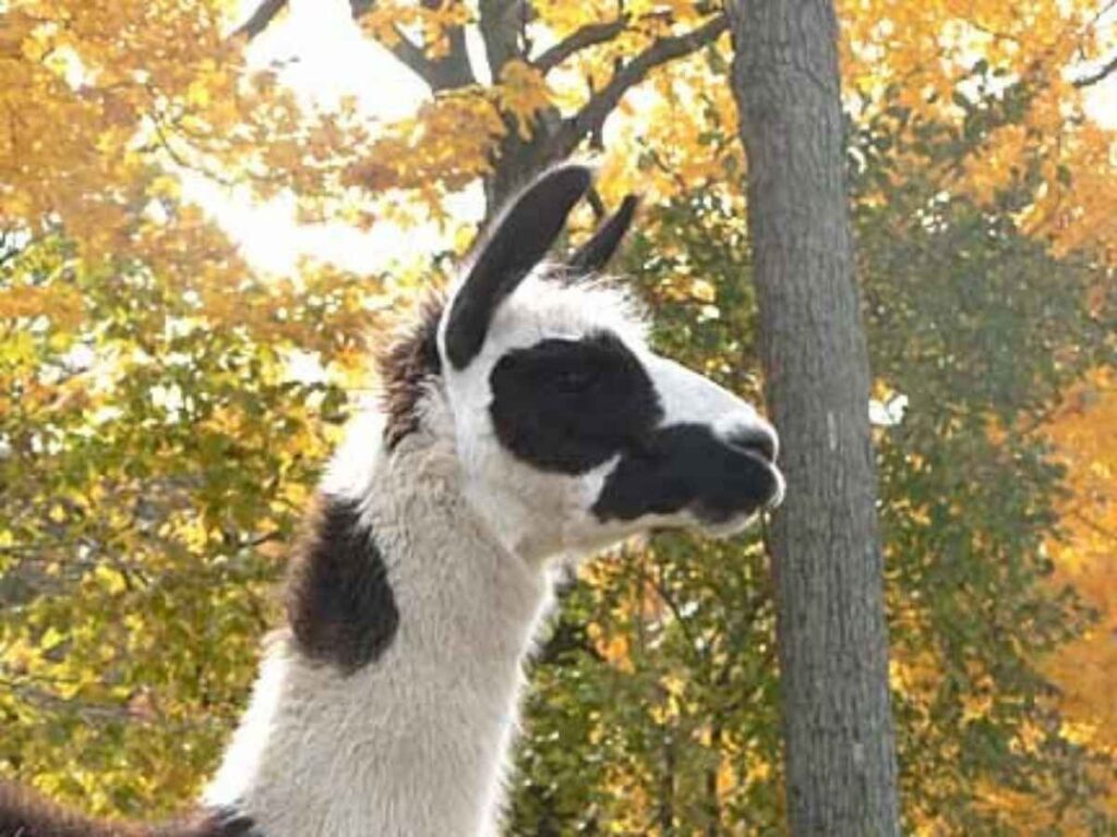 Close-up of a black-and-white llama with long upright ears standing in front of trees with golden autumn foliage.