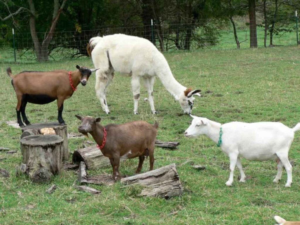 Llama with the goats