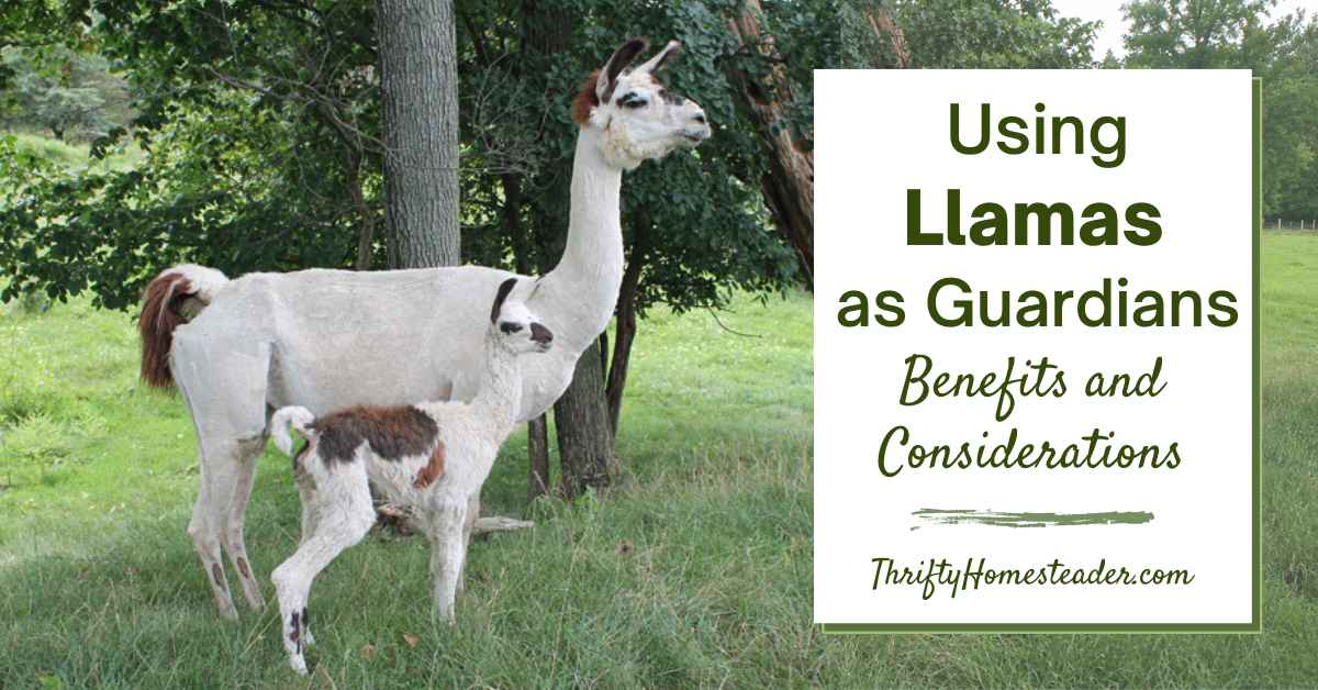 Using Llamas as Guardians featured image