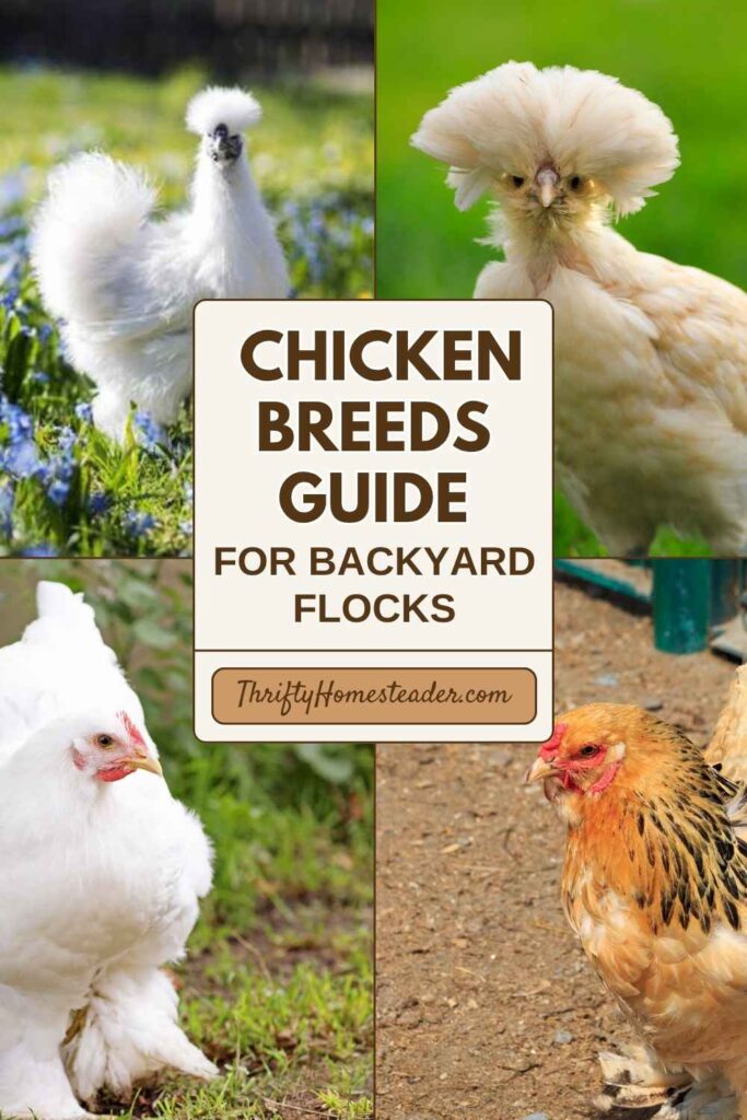 Chicken Breeds Guide for Backyard Flocks