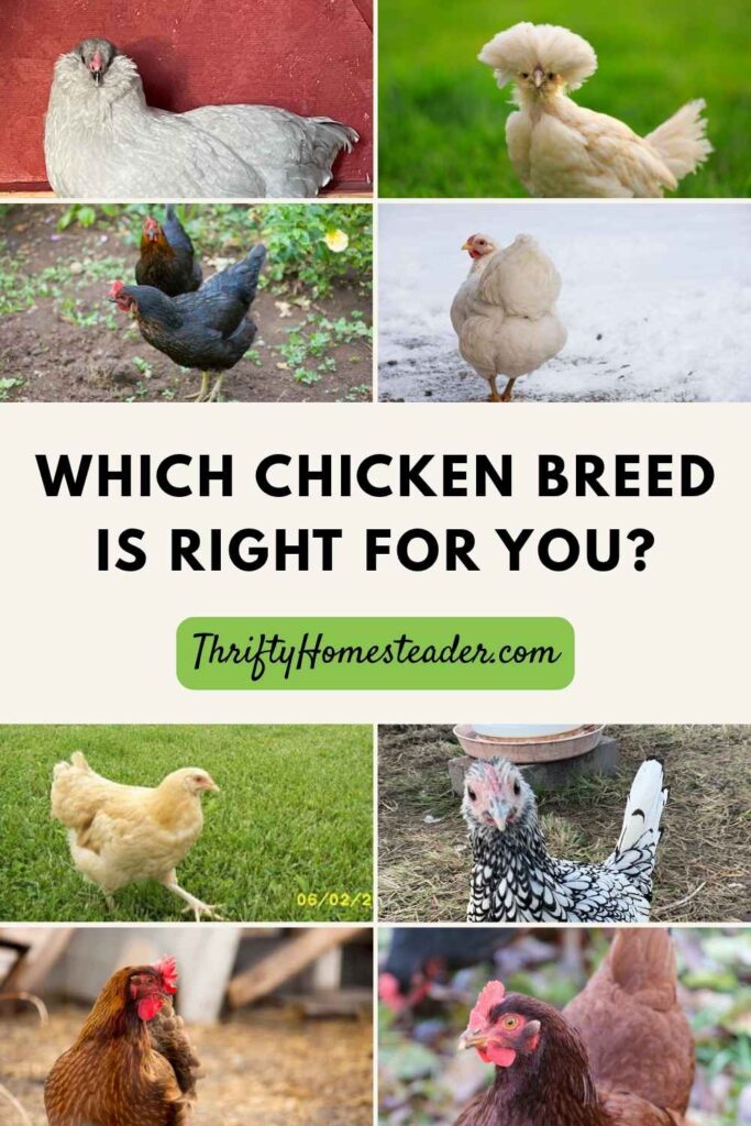 Which Chicken Breed Is Right for You