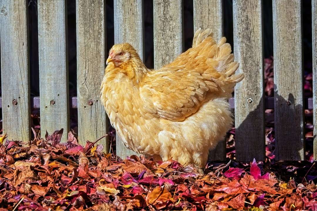 12 Golden Breeds of Chickens