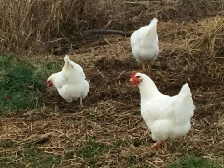 Cornish Cross Chicken Secrets to Successfully Raising Meat Chickens