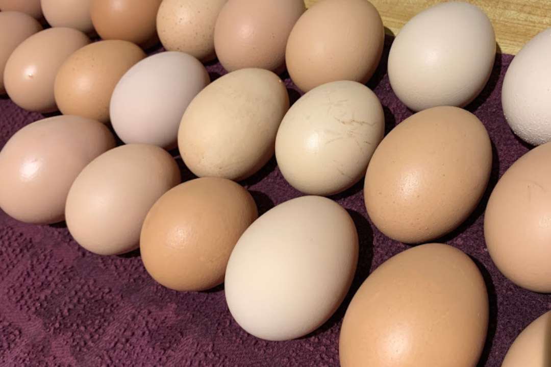 How to Tell If an Egg Is Bad Expert Tips for Spotting Spoiled Eggs