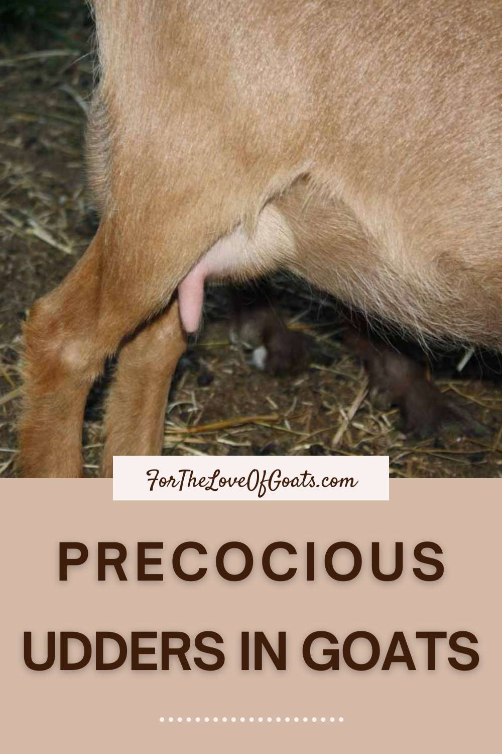 Precocious Udders in Goats