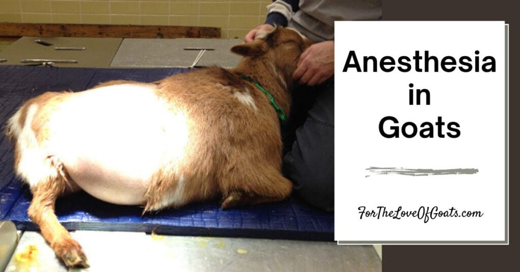 Anesthesia in Goats featured image; Goat named Giselle sedated and prepared for a c-section surgery.