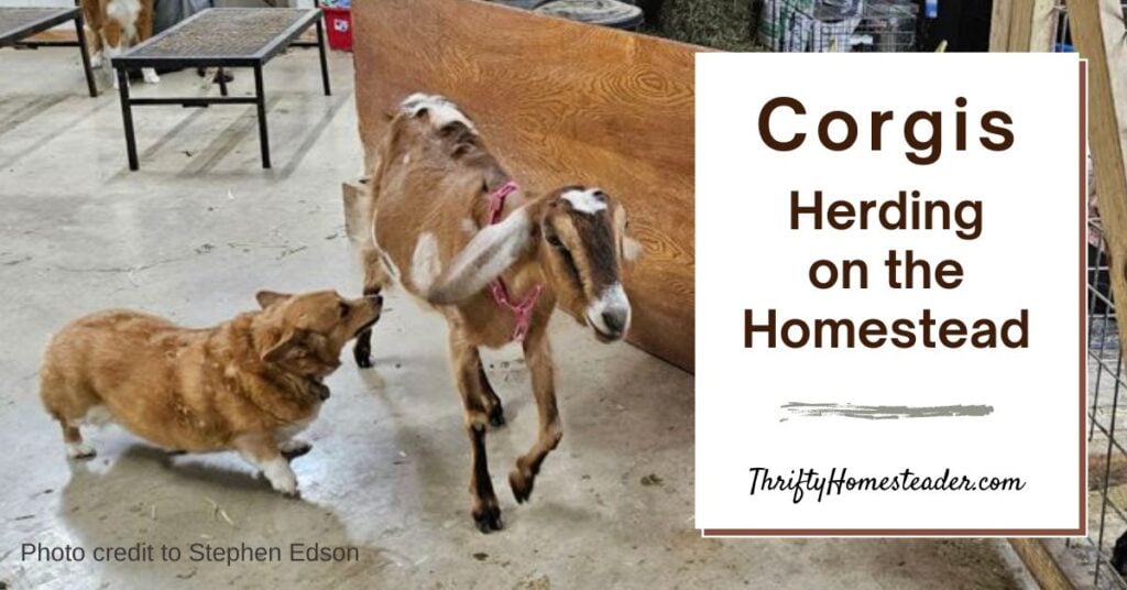 Corgis: Herding on the Homestead featured image