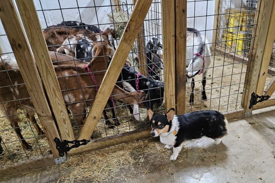 Trixie and the goats