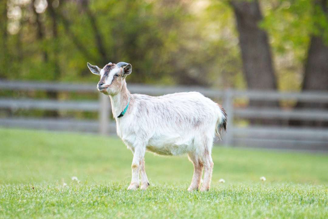 Creating a Website for Your Goats