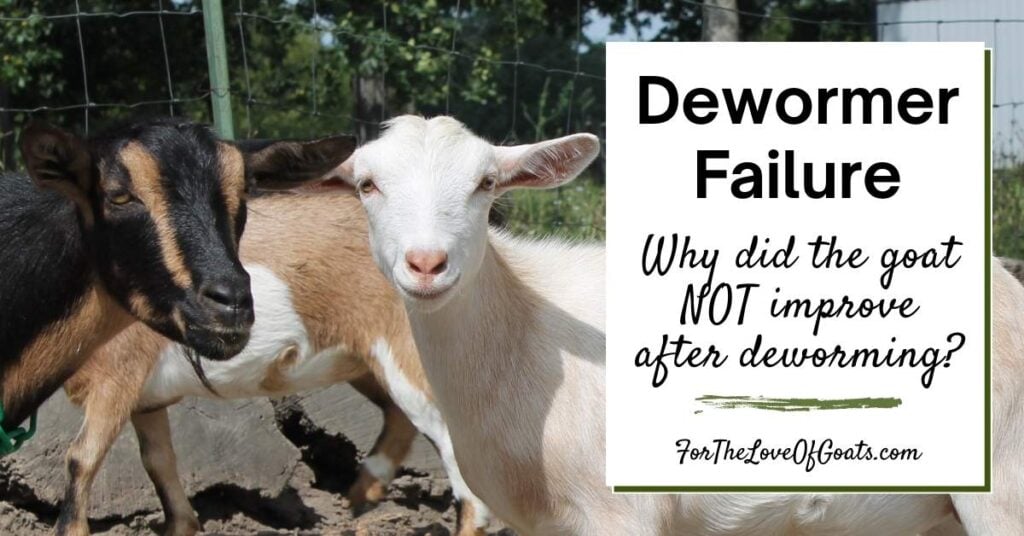Dewormer failure Why did the goat NOT improve after deworming featured image