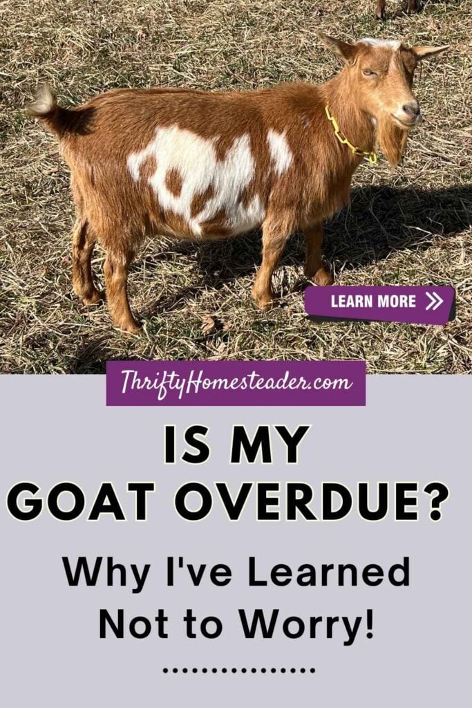 Is My Goat Overdue? Why I've Learned Not to Worry? featured image