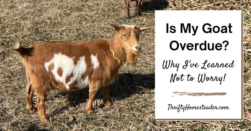 Is My Goat Overdue? Why I've Learned Not to Worry! featured image